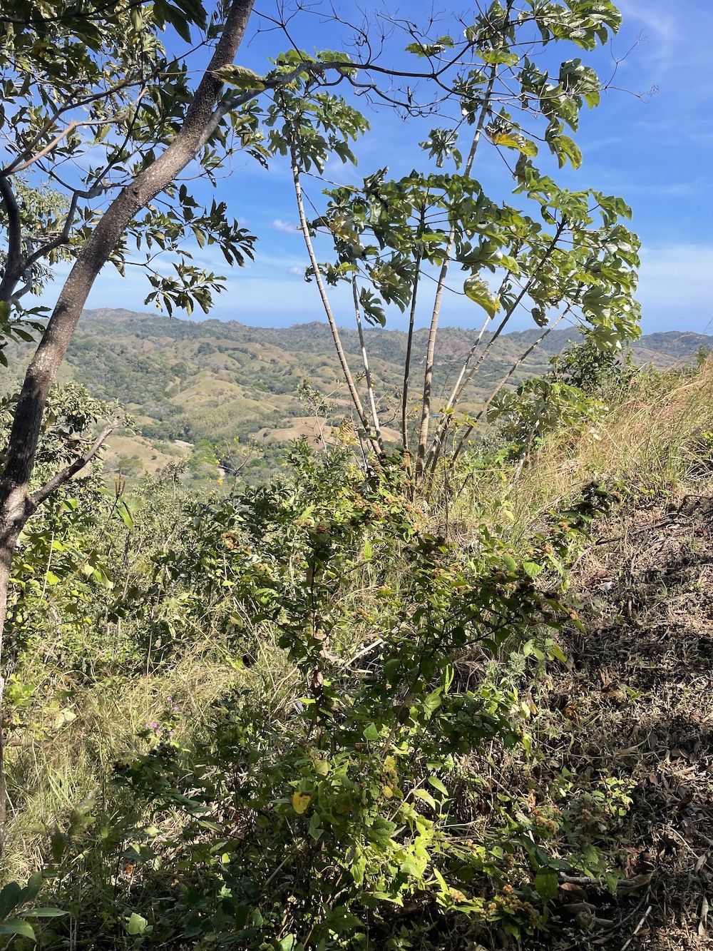 Cañas Zipline